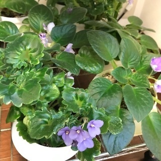 花 セントポーリアの画像