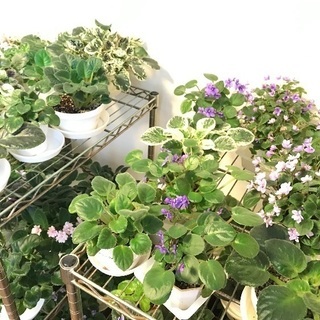 花 セントポーリアの画像