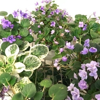 花 セントポーリアの画像