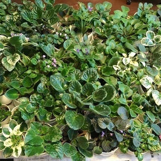 花 セントポーリアの画像