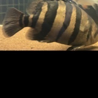 熱帯魚 ダトニオ