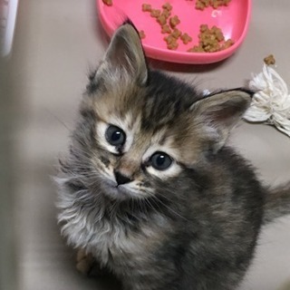 4月11日生まれ  子猫里親募集  