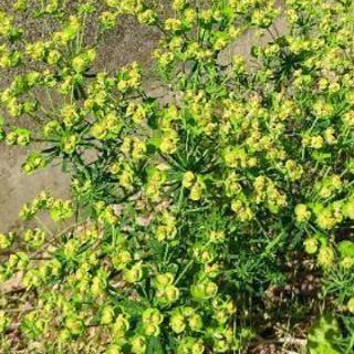 ユーホルビア　ネコノメソウの画像