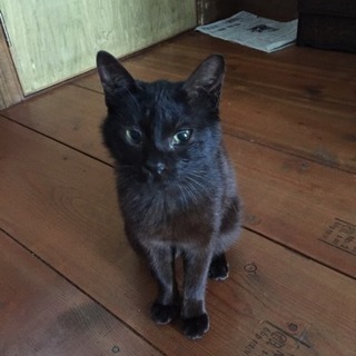 【再募集です！】癒しのスリゴロ黒猫くん♡家族に迎えていただけませ...