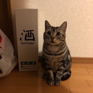 寒川排球クラブ - メンバー募集