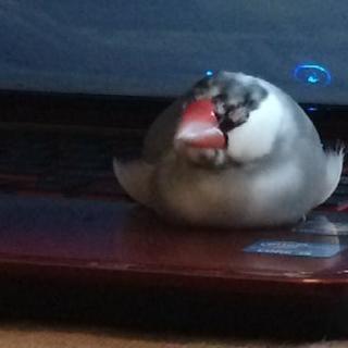 文鳥♀青年期の里親を募集しております。