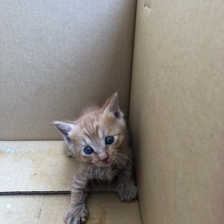 生後1カ月程度の子猫