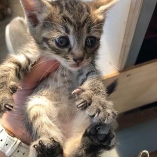 生後2ヶ月の子猫の里親様急募します