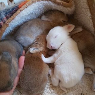 子うさぎ5月17日生まれ