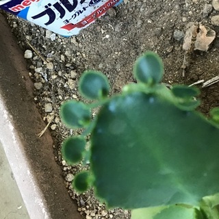 子宝草   （マザーリーフ）の画像