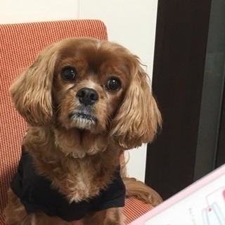 キャバリアのショコラ