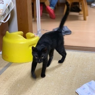 里親募集 オス猫 半年