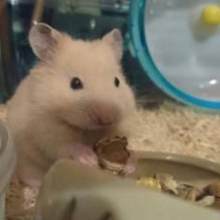 ハム💓😍💓