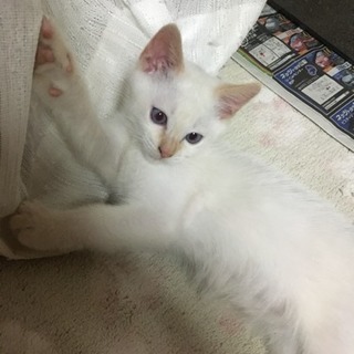 可愛い白猫 オス 生後2ヶ月〜3ヶ月 - 猫