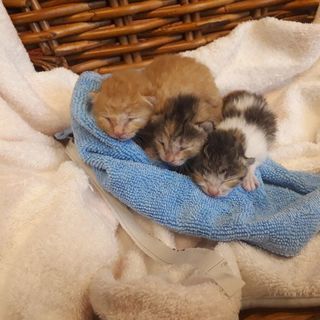 生後間もない子猫が３匹。