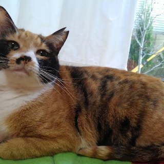 仲良し二匹でトライアル中、優しいメス　2才