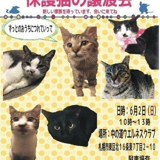 保護猫の譲渡会 札幌