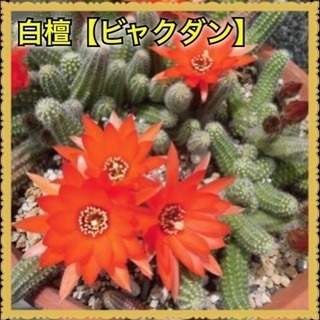 5本  サボテン  抜き苗【野放し・手間いらず】