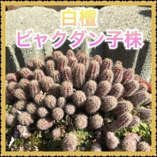 5本  サボテン  抜き苗【野放し・手間いらず】の画像