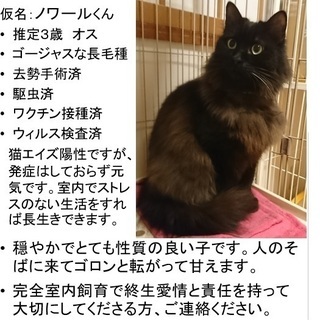 フレンドリーな長毛猫ノアールくん