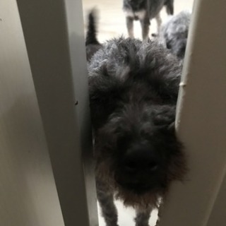 里親決まりました！