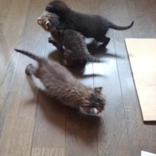 【里親募集】生後1ヶ月弱の子猫さんฅ•ω•ฅﾆｬﾆｬｰﾝ✧