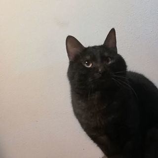 黒猫♂の里親さがしてます