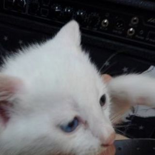 凄く可愛い子猫です。
