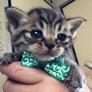 キジトラびびりの♂