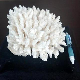 お値下げ‼️白珊瑚  置物  特注専用ガラスケース付きの画像