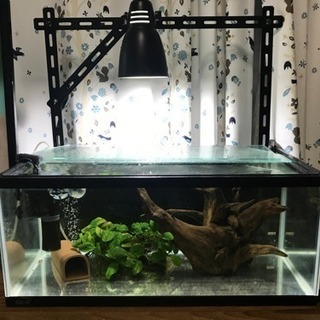 GEXマリーナ水槽60cm LOWタイプ (ちえ) 苗穂のその他の中古