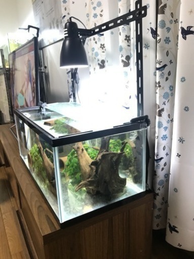GEXマリーナ水槽60cm LOWタイプ (ちえ) 苗穂のその他の中古