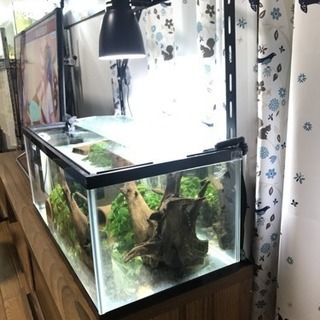 GEXマリーナ水槽60cm LOWタイプ (ちえ) 苗穂のその他の中古あげます