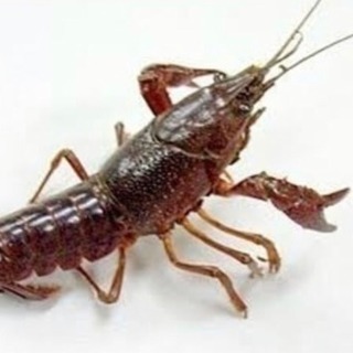 アメリカザリガニの