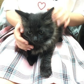 子猫 ♂モフモフの黒猫くん 里親募集！