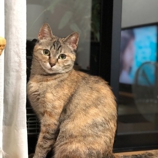 ぶさかわの甘えん坊のメス猫さんです