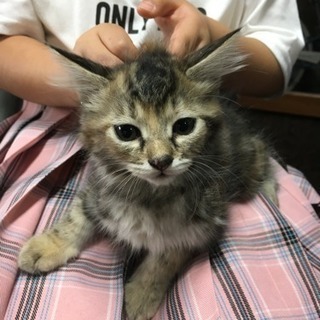 子猫  ♀ふわっふわサビ柄ちゃん  里親募集☆