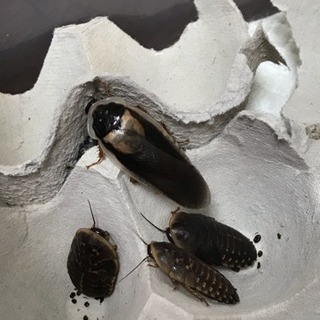 デュビア