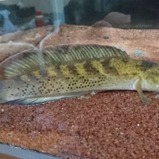 熱帯魚 ﾁｬﾝﾅspﾌﾞﾗｯｸﾀﾞｲﾔﾓﾝﾄﾞ