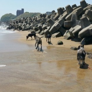 超大型犬のオフ会🎶 − 茨城県