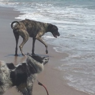 超大型犬のオフ会🎶 - その他