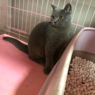 ブリティッシュショートヘア。申し訳ありませんが、問い合わせが多い...