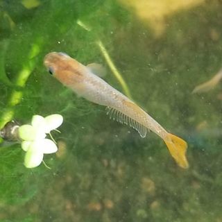 紅小灰蝶メダカの卵 20個+α 