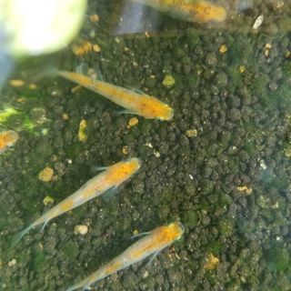 雲州三色メダカの卵 30個+α 