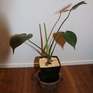 ★★モンステラ★★植え替え済