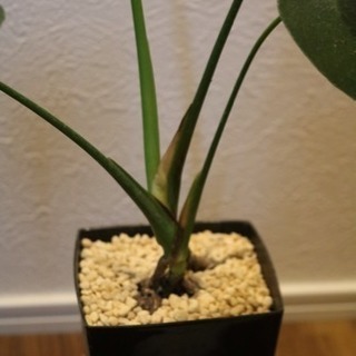★★モンステラ★★植え替え済の画像