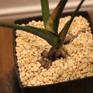 ★★モンステラ★★植え替え済の画像