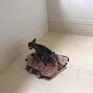 シュナウザー引き取り手募集中です！