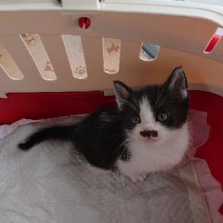 【お話し中／生後約１ヶ月】野良猫の仔猫です
