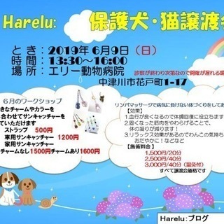 保護犬・猫譲渡会